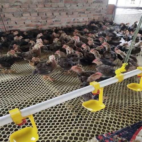 塑料平网养殖网养鸡鸭鹅漏粪网家禽育雏脚垫网阳台防护网养蜂网