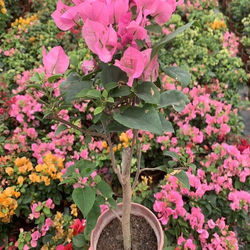 三角梅盆栽带花发货四季开花爬藤植物阳台小花卉庭院勤花好养大苗