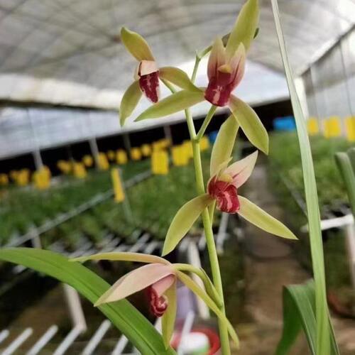 【冯达锋国兰】样品兰花苗建兰：贵妃醉酒