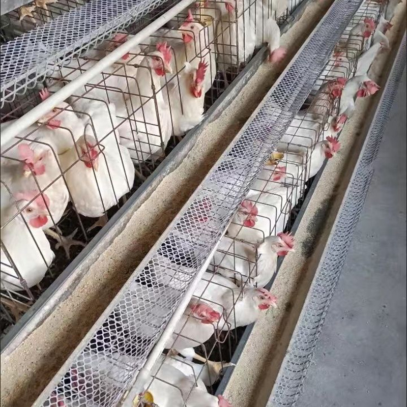 蛋鸡笼鸡笼接鸡蛋塑料网网滑出蛋网养殖干净网垫防锈印底