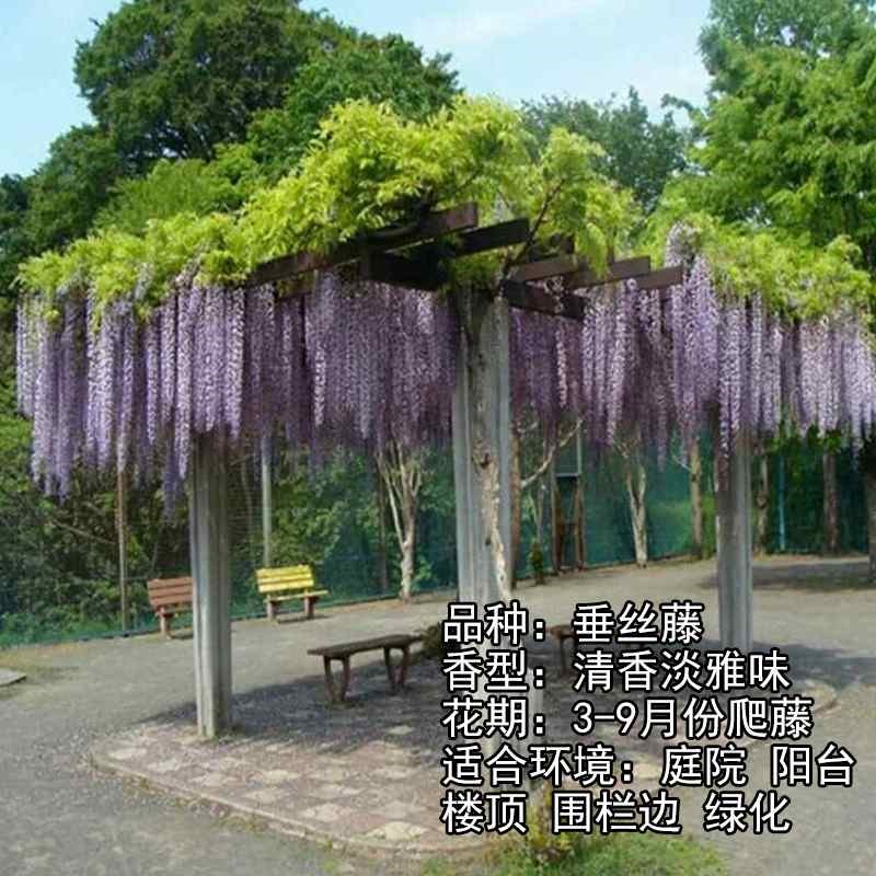居家紫藤树 苗 阳台紫藤花庭院攀援植物 爬藤植物 X紫藤净化空气