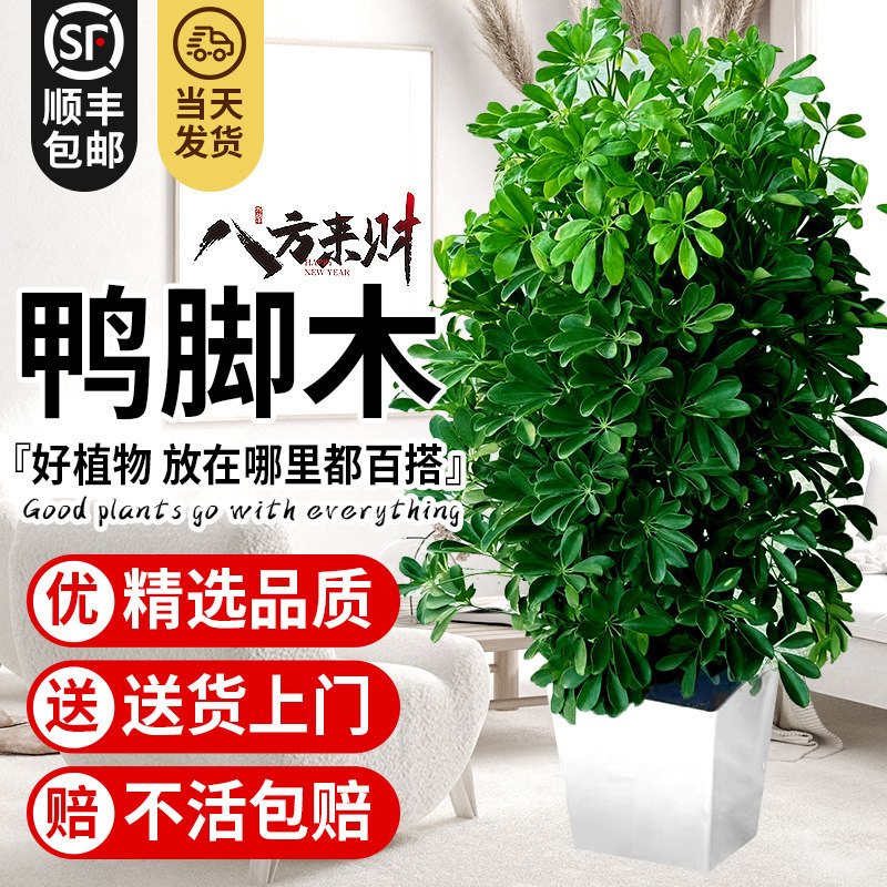 鸭脚木盆栽客厅绿植花卉室内大型八方来财鸭掌木七叶莲植物发财树