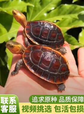 黄缘龟闭壳龟安缘幼龟活物龟苗乌龟宠物台缘幼苗安布纯种安徽闭合
