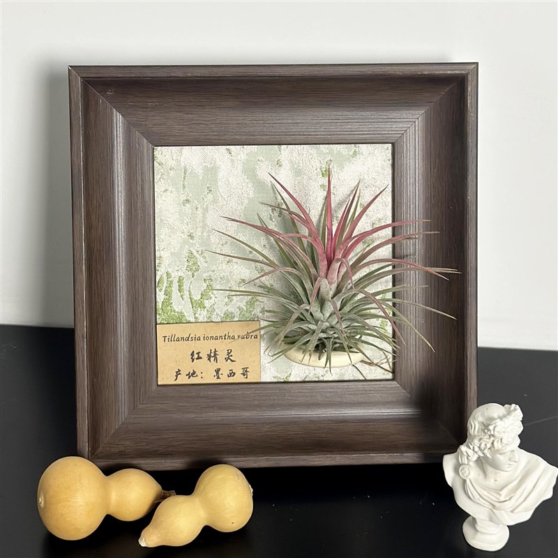 ins空气凤梨套餐懒人现代装饰画框复古桌面室内墙上深棕色相框5寸