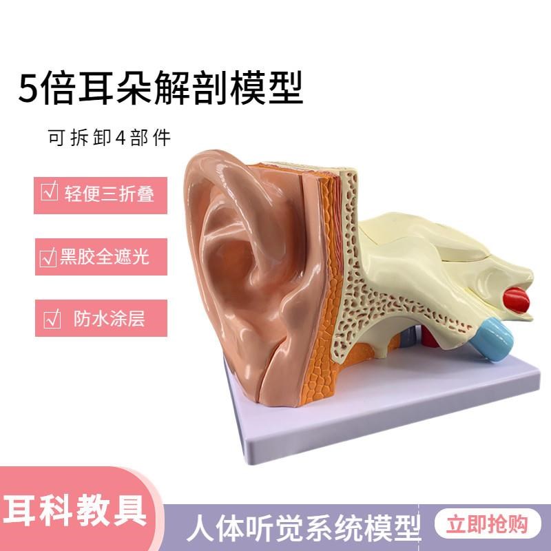 5倍放大耳解剖模型 o耳朵v放大教学模型 大耳解剖器官耳朵构造 模
