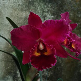 Ral番茄浓香 .iCh大花’by 卡特兰花大红袍包邮R雅韵inl洋兰uc‘