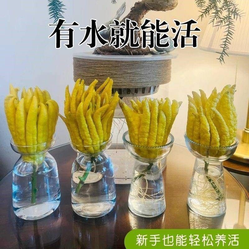 佛手柑专用花瓶创意n客厅摆件玻璃透明托盘装饰立体简约插花器皿