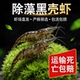精品黑壳虾除藻清缸鱼场直发 包活淡水观赏虾 包邮