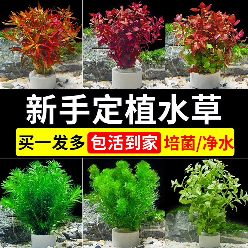 鱼缸造景水草植物真草水培绿植