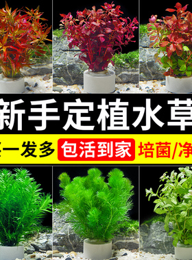 水草鱼缸造景植物鱼缸真草水培绿植火山石生态养鱼造景蜈蚣草浮萍