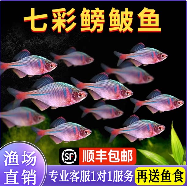 顺丰包邮七彩鳑鲏鱼冷水淡水鱼公母混搭新手易养精品观赏鱼优质