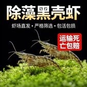 黑壳虾除藻工具清洁水草虾观赏虾活体饲料淡水草鱼缸造景观赏米虾