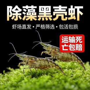 黑壳虾除藻工具清洁水草虾观赏虾活体饲料淡水草鱼缸造景观赏米虾