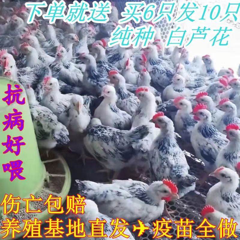 半斤白芦花鸡 活苗小鸡正宗脱温半大黑白稻花鸡 产绿壳蛋鸡苗包活