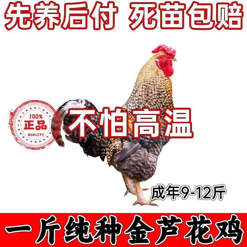 正宗金芦花阉鸡苗一斤纯手工广西阉鸡苗芦花鸡纯种活的金芦花鸡