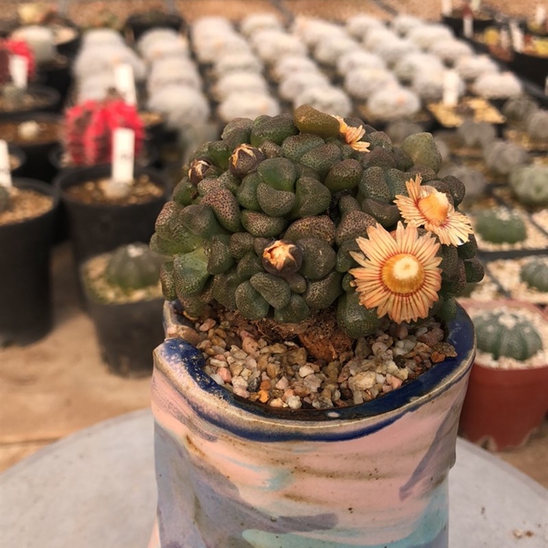 唐扇多肉巨d大萝卜根 盆景造型 防辐射 开花株 2年实生 块根类番