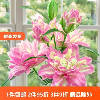 乔乔花屋 2025春季荷兰进口百合种球多个品种重瓣单V瓣 3粒装现货
