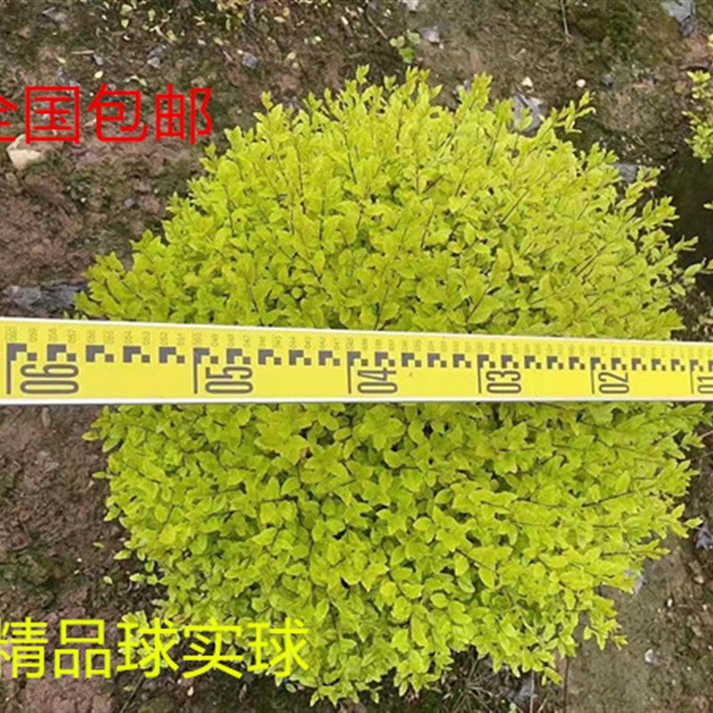 四季常青亮金女贞球u亮晶女贞棒棒糖绿植花镜植物