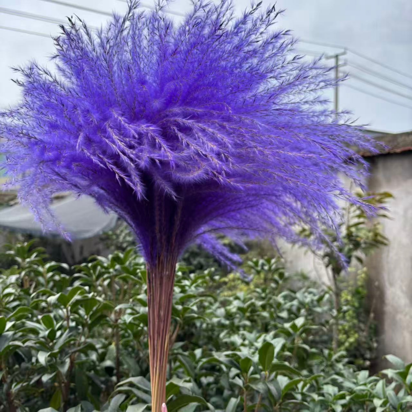 芦苇干花紫色蒲苇花粉色紫罗兰蓝色婚庆装饰道具花束摆件