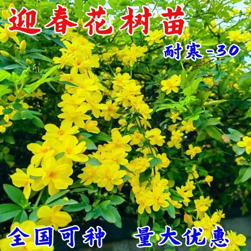 迎春花树苗盆景高杆攀援植物