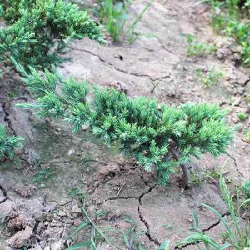 地柏苗树桩地柏树苗盆景地柏盆栽迎客松小苗沙地柏苗龙柏树苗四季