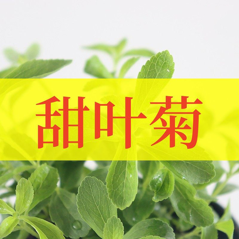 甜叶菊可食用香草植物盆栽克拉香草代糖天然甜味植物耐寒好养