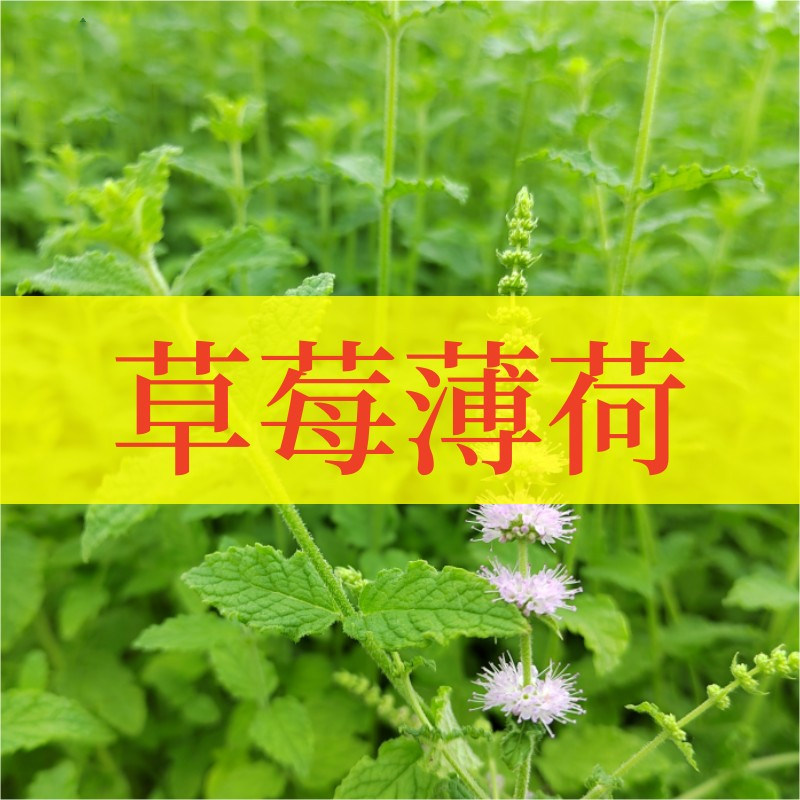 草莓薄荷可食用多年生香草植物盆栽克拉香草清香泡水调饮料好养