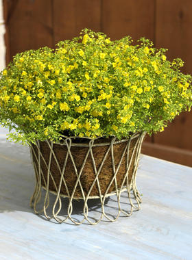 哈密瓜地肤 蓝黄小短裙盆栽花期长多年生耐热阳台庭院易爆盆植物