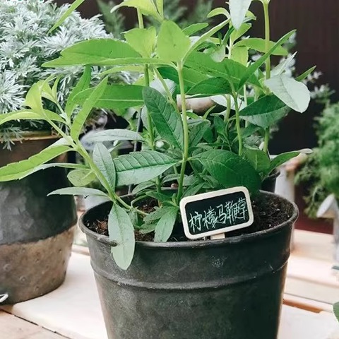 柠檬马鞭草橙香木可食用盆栽泡茶西餐香料阳台庭院克拉香草推荐