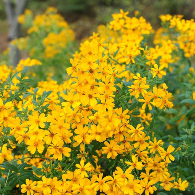 芳香万寿菊 香草苗 香草盆栽 香草料理 芳香植物香味浓郁