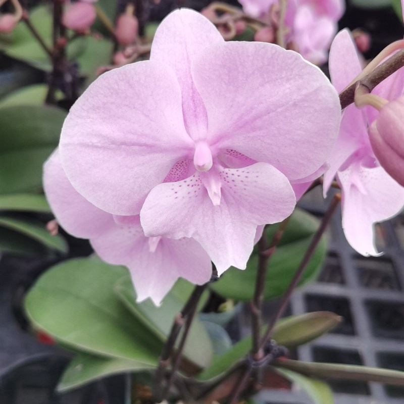 丰花:禹城王子x花苞2.8杯双剑