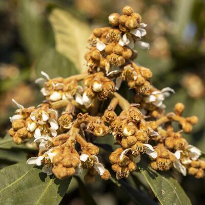 懿呈 枇杷花茶杭州塘栖白沙琵琶天然冲饮泡水45g罐装上等无杂