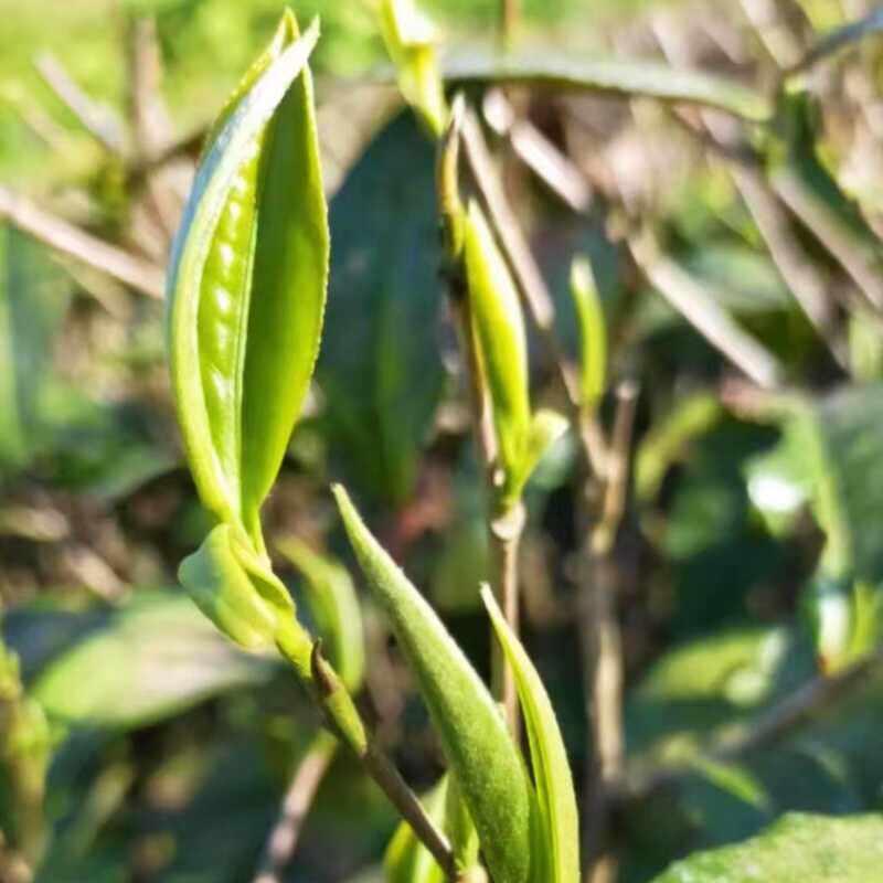 2026年新茶上市万源大巴山头采明前雀舌碎片茶片竹片绿茶现炒现卖