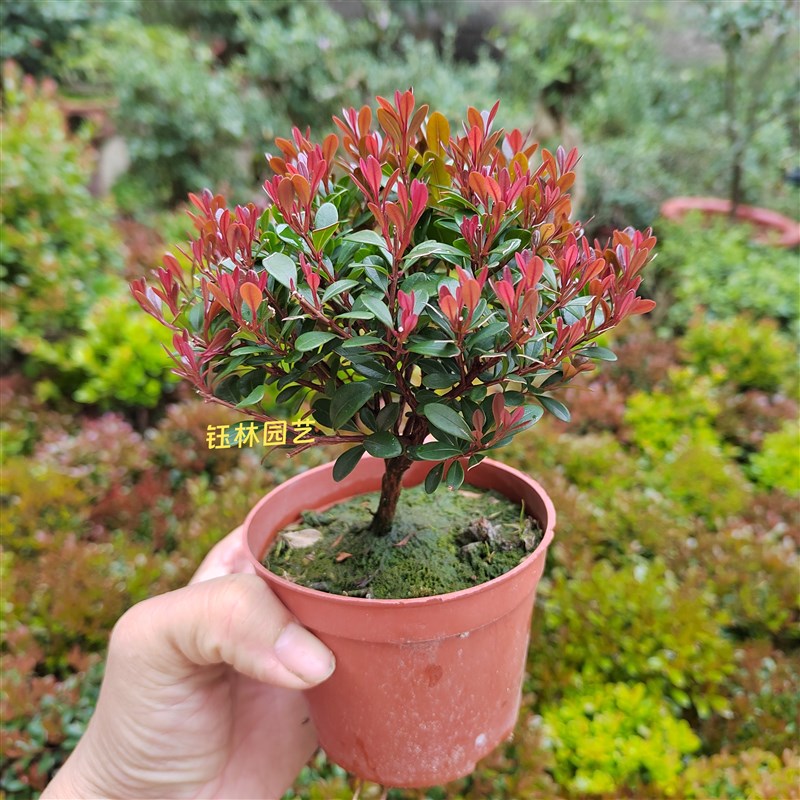钰林园艺,红芽小叶赤楠U,两盆组合