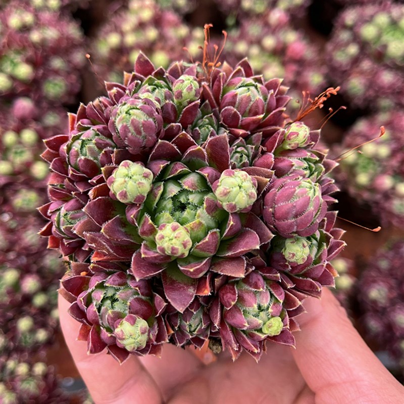 西瓜球 夏季好看好养不徒长多头群生F长生草多肉植物 室内书房萌