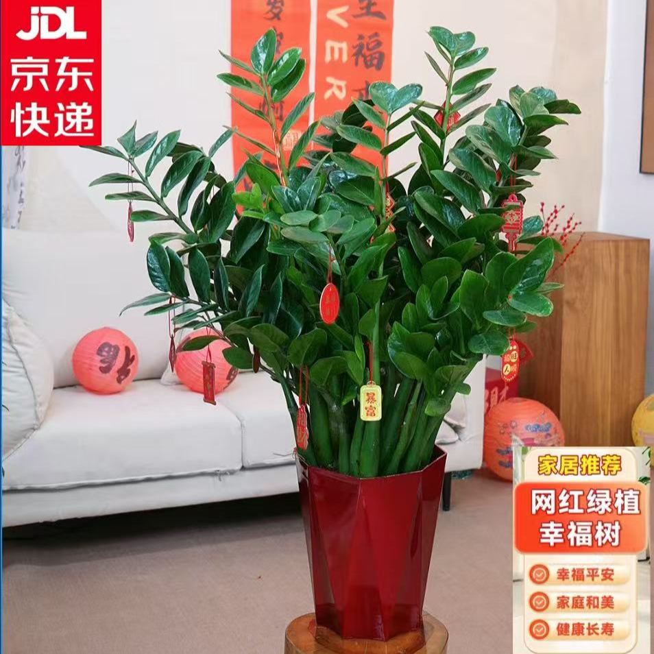 【京东上门】金钱树250大型号盆栽室内招财树办公室乔迁开业植物,鲜花速递/花卉仿真/绿植园艺,大型绿植/成品组合盆栽,淘宝优惠券,粉丝福利购,淘宝优惠卷