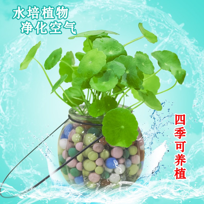铜钱草室内盆栽花卉绿植套餐盆景防辐射绿萝吊兰净化空气水培植物