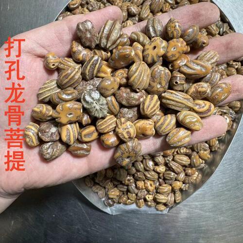 白玉龙骨菩提子原籽打孔龙脊菩提子原料佛手猫爪菩提籽贝玉菩提子