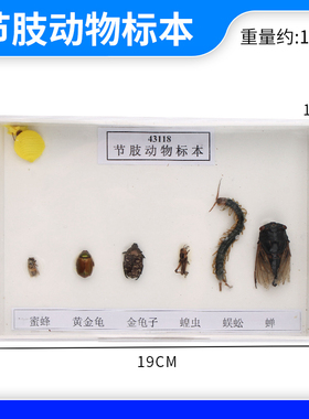 43118 节肢动物标本 z生物标本 实验器材 教学仪器
