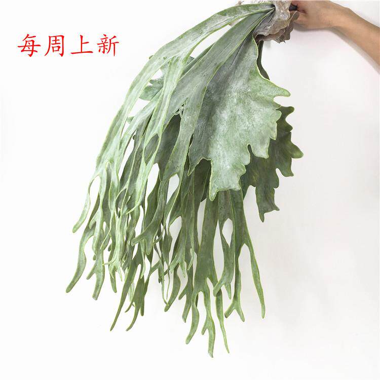厂家直销仿真植物蕨类 人造花假割草机/草坪机
