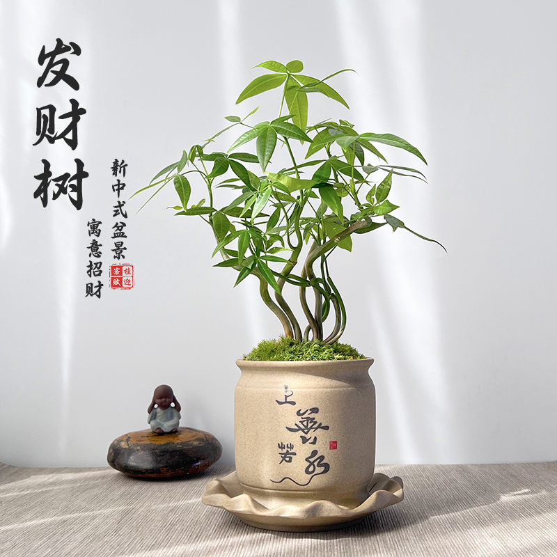 发财树盆景苔藓绿植室内客厅新中式盆栽四季常绿新奇植物茶桌摆件