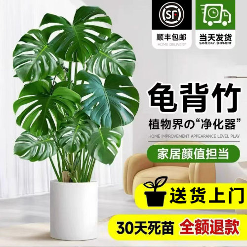 龟背竹客厅大盆栽大型落地绿植