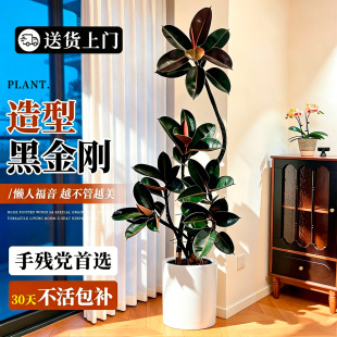 造型黑金刚橡皮树客厅绿植高级感植物轻奢办公室内高端好养大盆栽