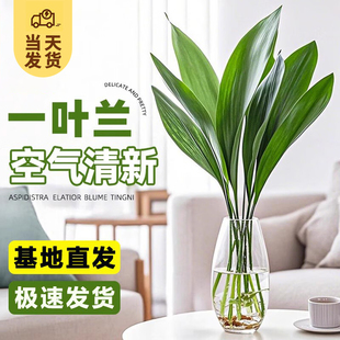 水培一叶兰大叶绿植室内桌面盆栽客厅网红水养植物好养懒人大绿萝