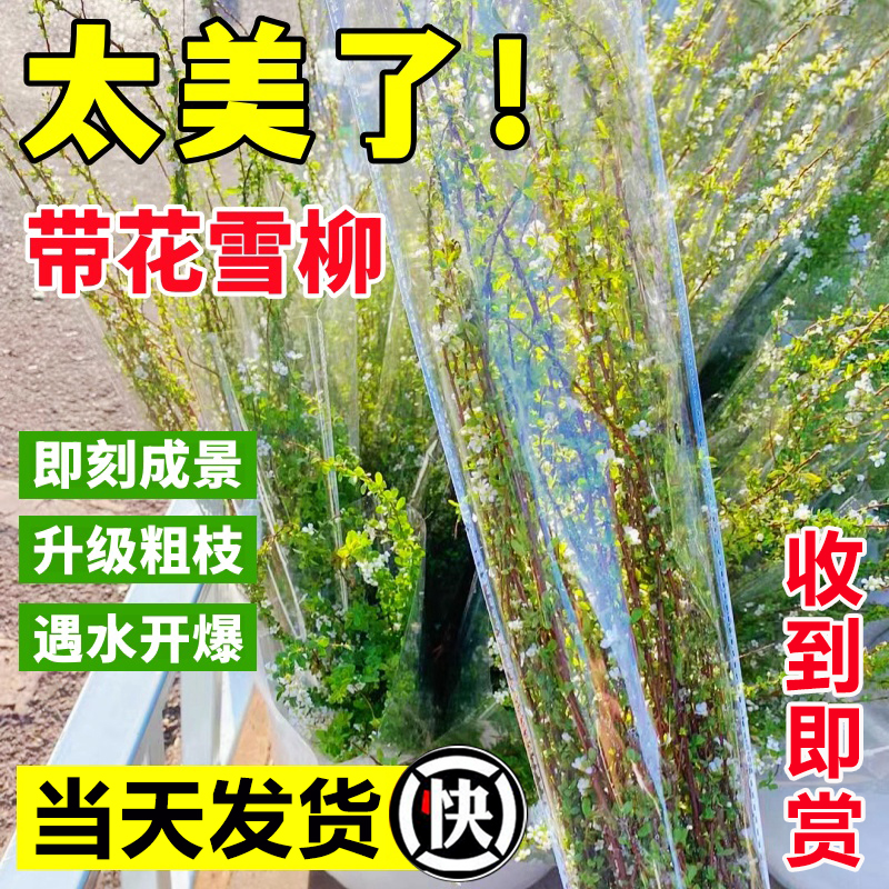 雪柳鲜切鲜枝带花带芽发货