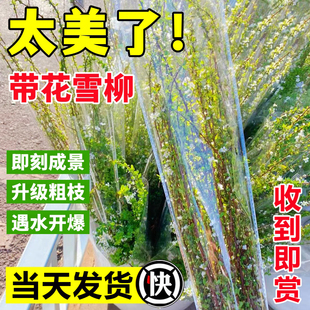 雪柳鲜切鲜枝干支带花带芽发货水培植物盆栽绿植耐寒插水开鲜花卉