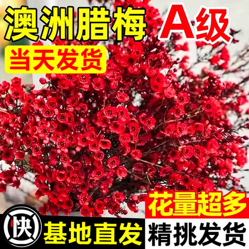澳洲腊梅鲜花水培鲜枝真花年宵花