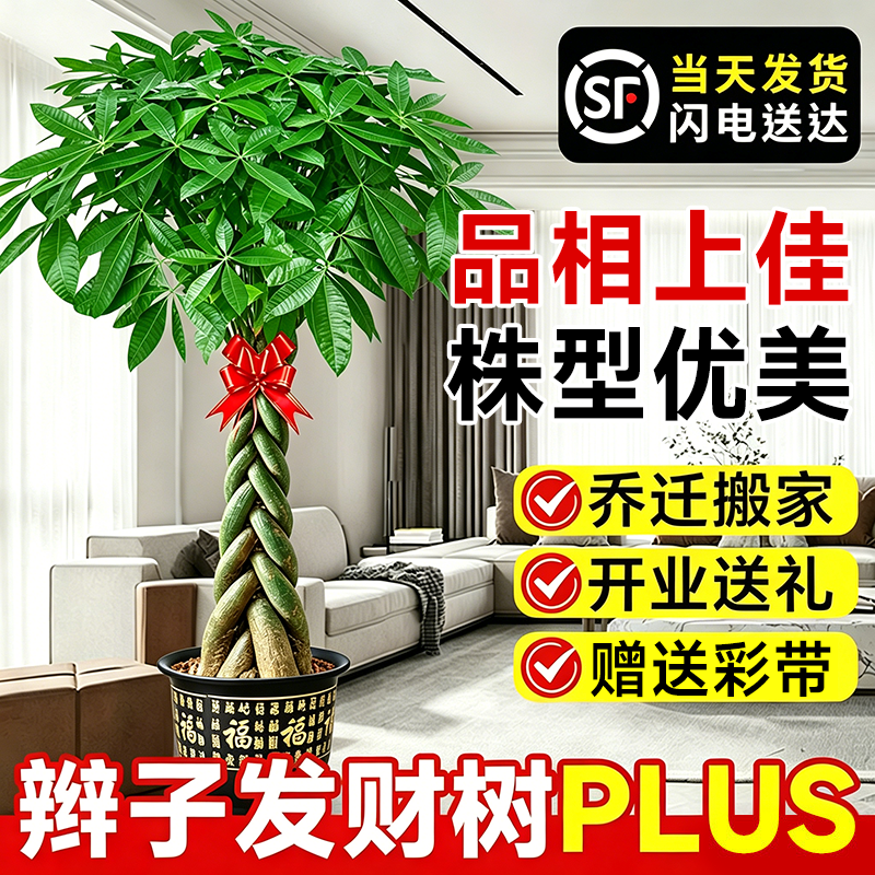 大型辫子发财树绿植盆栽招财树室内客厅旺宅盆景乔迁之喜开业送礼