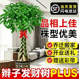 大型辫子发财树绿植盆栽招财树室内客厅旺宅盆景乔迁之喜开业送礼