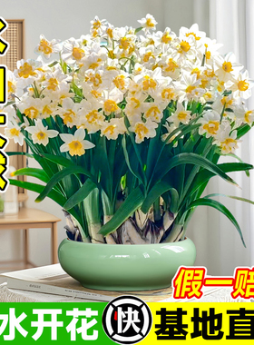 正宗漳州水仙花种球水养特大球水培盆栽室内冬季耐寒好养开花花卉